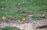Molting Goldfinches