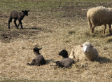 Ewe with Two Black Lambs