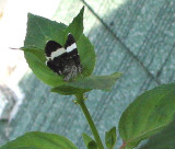 Little Black and White Butterfly