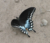 Spicebush Swallowtail