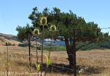 20090725 RideShots Weed+Tree.jpg