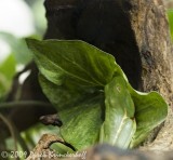 20091127 Museum-Aquarium 054GreenFrog.jpg