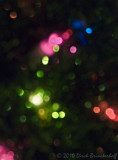 20100105 XmasColors 003-2.jpg