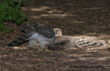 Two young Coopers Hawks on the ground