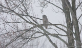 Great Gray Owl