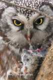 Boreal Owl and prey