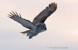 Great Gray Owl