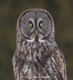 Great Gray Owl