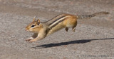 Chipmunk