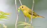 Yellow Warbler with grub
