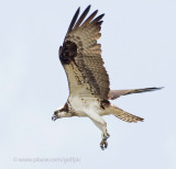 Osprey