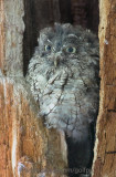 A scruffy looking Eastern Screech Owl