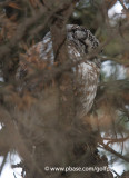 Boreal Owl