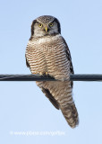 Northern Hawk Owl