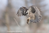 Hawk Owl and frozen dinner