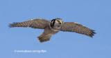 Northern Hawk Owl