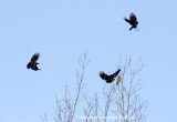 Hawk Owl official welcoming party