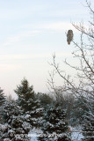 Great Gray Owl