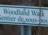 woodland1.jpg