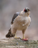 Coopers Hawk with fresh kill
