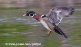 Wood Duck