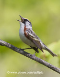 Chestnut-sided Warbler