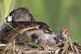 Pied-billed Grebe baby