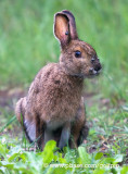 Rabbit with engorged ticks.  
