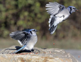 Blue Jays