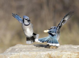 Blue Jay:  The Dance