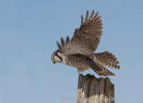 Northern Hawk Owl