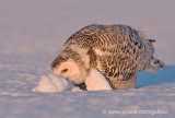 Snowy Owl enjoys some snow