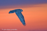 Snowy Owl sunset
