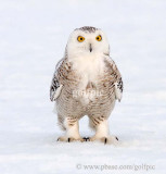 Snowy Owl