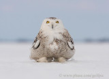 Meet Junior the friendly Snowy Owl