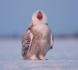 Snowy Howl