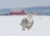 Snowy Owl