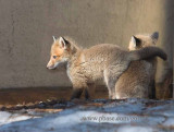 Two fox pups near den