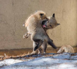 Fox pups playing