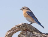 Bluebird (female)