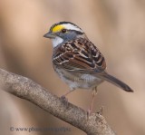 White-throated Sparrow