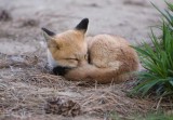 Young fox takes nap