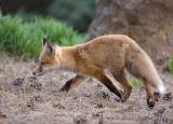 A fox explores surrounding