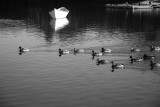 ducks