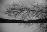 leaning birch