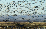 More Sandhill Cranes   Phyllis.JPG