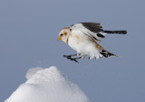 bruant des neiges / Snow Bunting