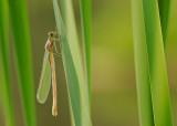 demoiselle / damselfly