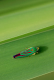ciccadelle / leafhopper