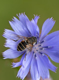 syrphe sur chicore sauvage - Flower Fly on Common chicory